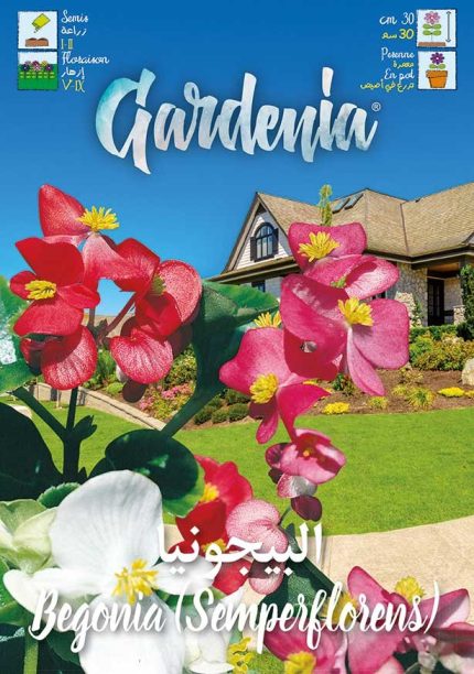 Begonia semperflorens 1