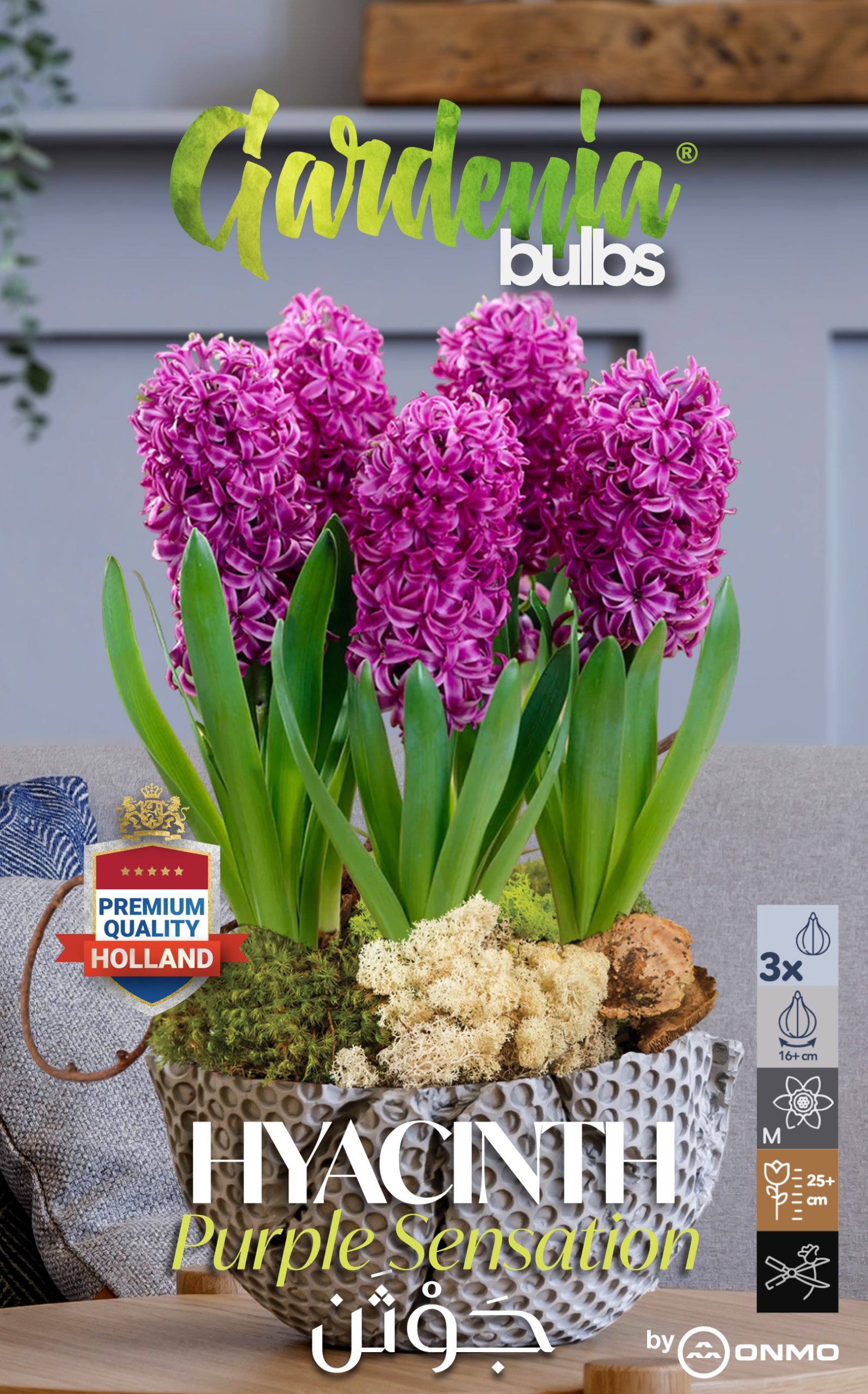 Hyacinth purple sensation Hyacinth purple sensation
