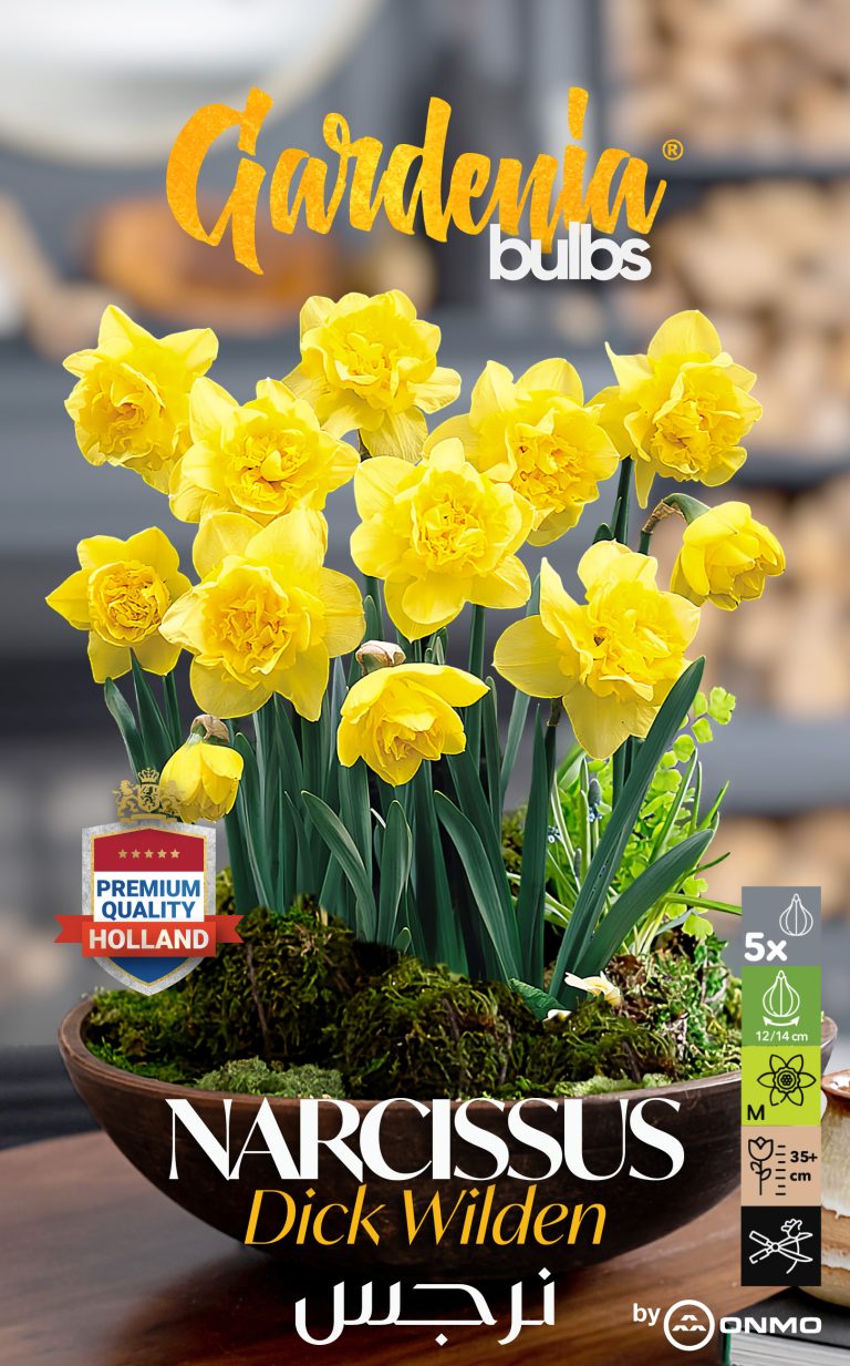 Narcissus dick wilden