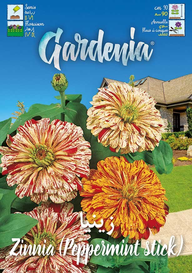 Zinnia peppermint stick