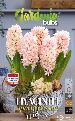 Hyacinth apricot passion